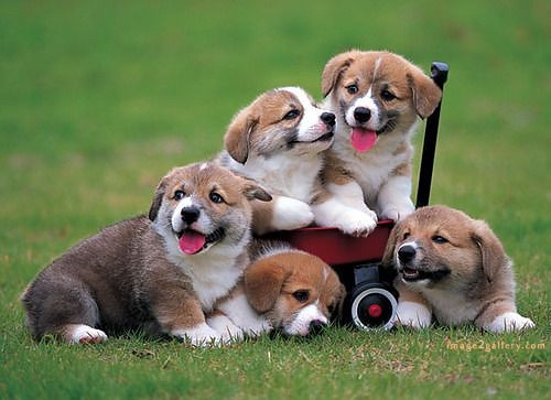 1100+ Dog Images Free Download | Cute Dog Pictures | 469 cute dog puppies images -(11)