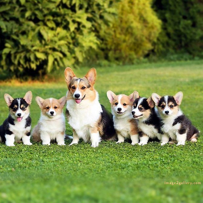 1100+ Dog Images Free Download | Cute Dog Pictures | 468 cute dog puppies images -(12)