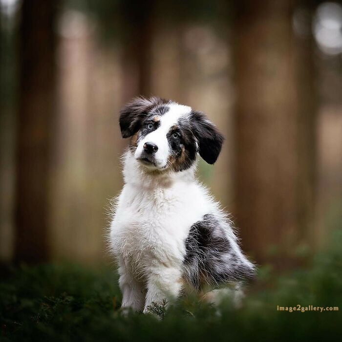 1100+ Dog Images Free Download | Cute Dog Pictures | 478 cute dog puppies images -(2)
