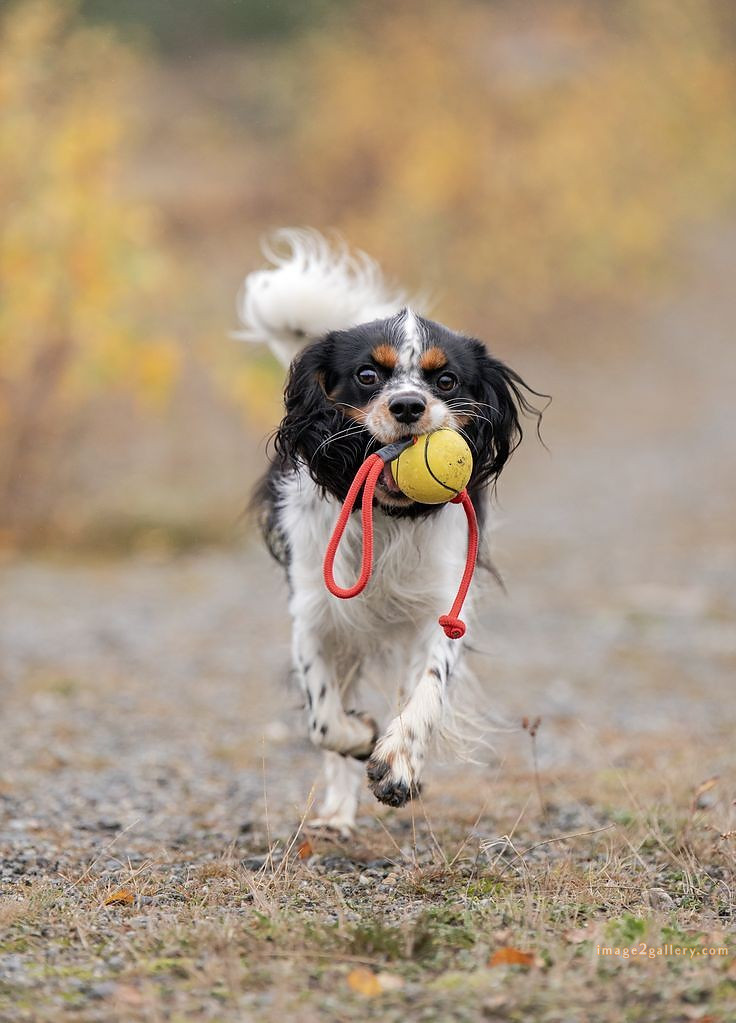 1100+ Dog Images Free Download | Cute Dog Pictures | 474 cute dog puppies images -(3)