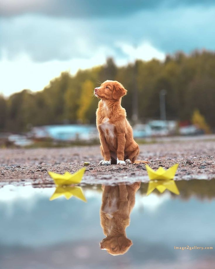 1100+ Dog Images Free Download | Cute Dog Pictures | 473 cute dog puppies images -(4)