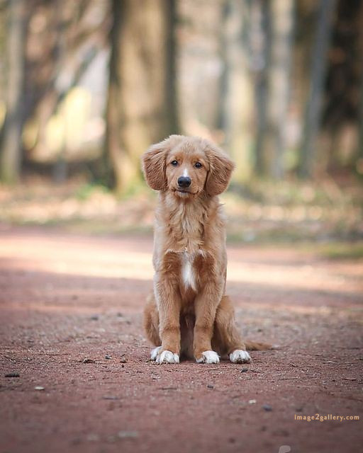 1100+ Dog Images Free Download | Cute Dog Pictures | 470 cute dog puppies images -(6)