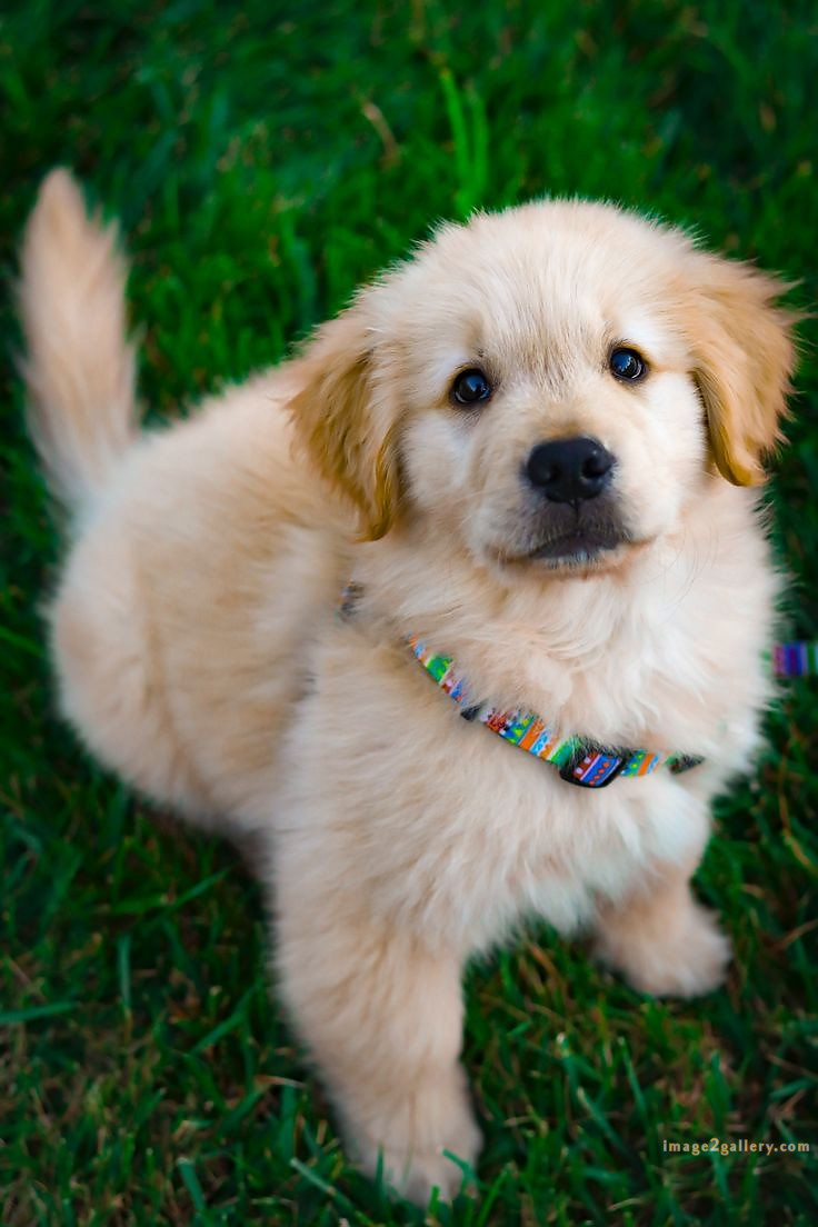 1100+ Dog Images Free Download | Cute Dog Pictures | 465 cute dog puppies images -(8)