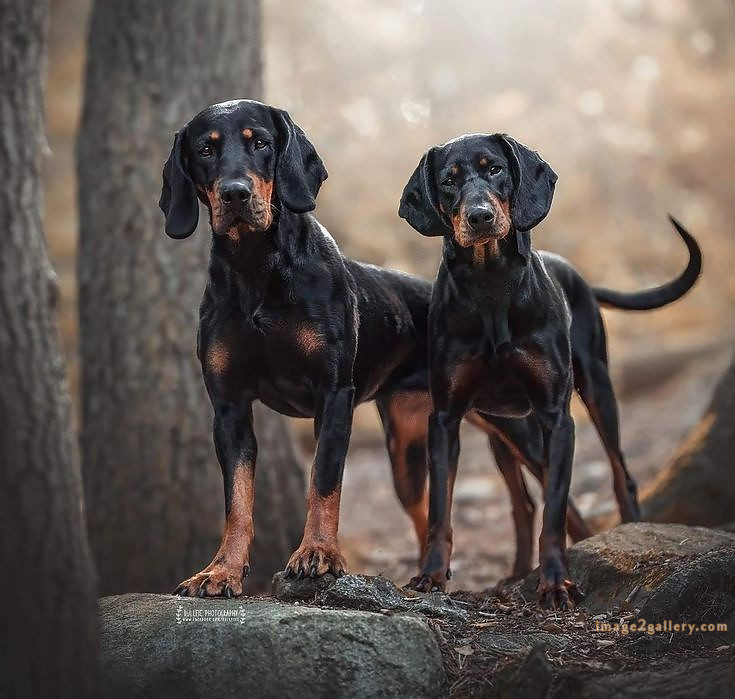 1100+ Dog Images Free Download | Cute Dog Pictures | 462 dog and picture -(1)
