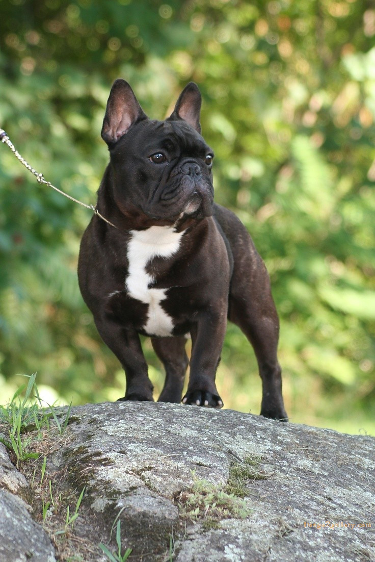 1100+ Dog Images Free Download | Cute Dog Pictures | 454 dog and picture -(10)