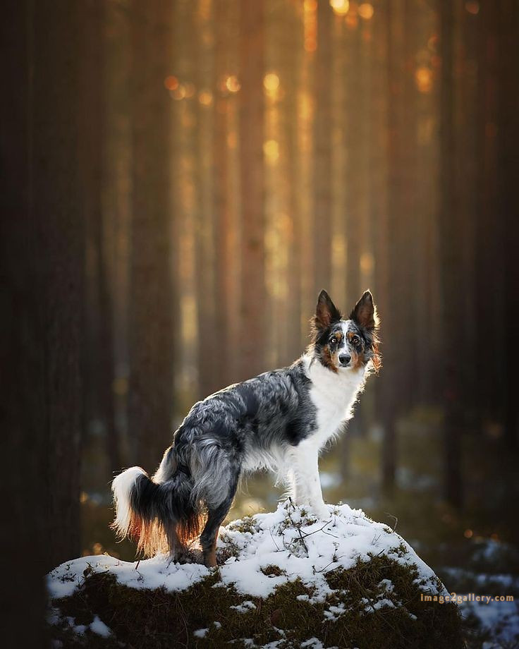 1100+ Dog Images Free Download | Cute Dog Pictures | 451 dog and picture -(12)
