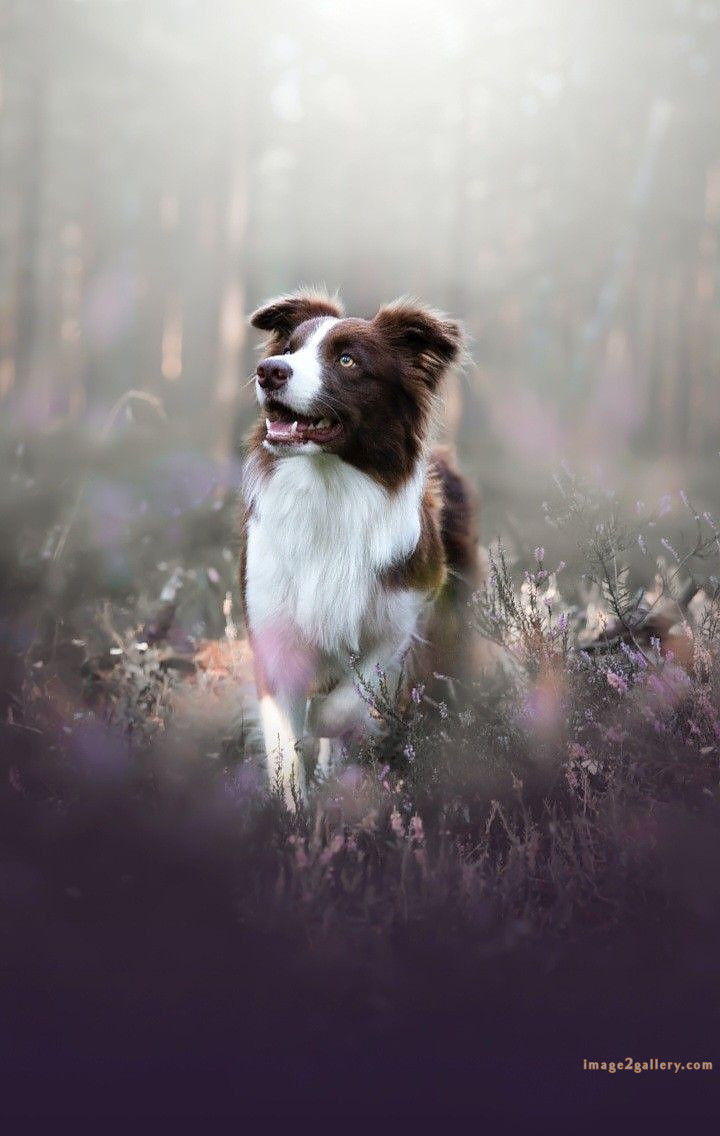 1100+ Dog Images Free Download | Cute Dog Pictures | 445 dog and picture -(14)