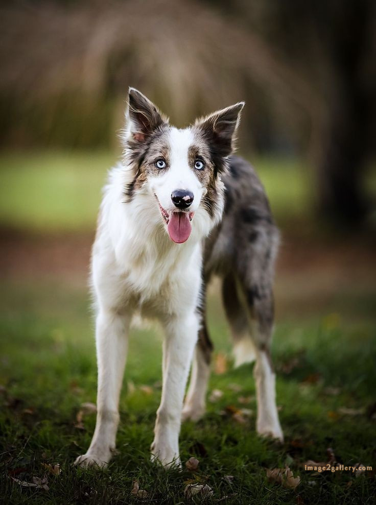 1100+ Dog Images Free Download | Cute Dog Pictures | 446 dog and picture -(15)