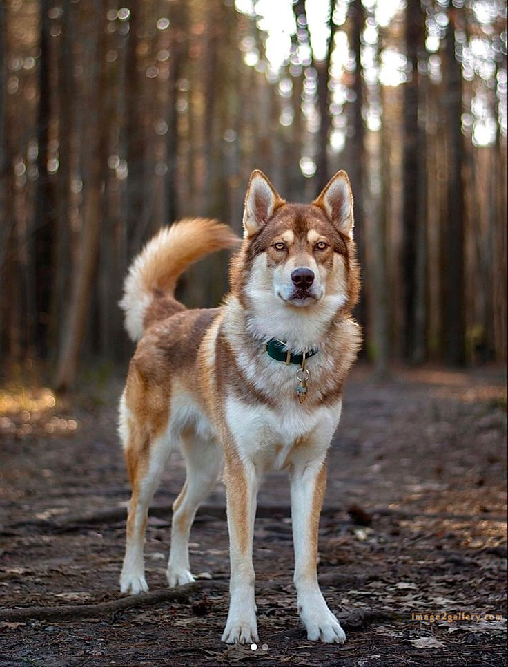 1100+ Dog Images Free Download | Cute Dog Pictures | 447 dog and picture -(16)