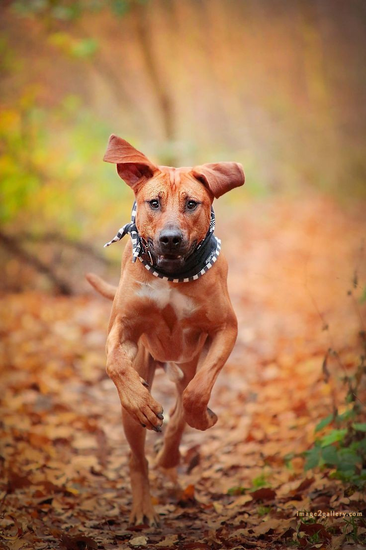 1100+ Dog Images Free Download | Cute Dog Pictures | 461 dog and picture -(2)