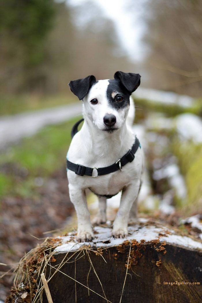 1100+ Dog Images Free Download | Cute Dog Pictures | 460 dog and picture -(3)