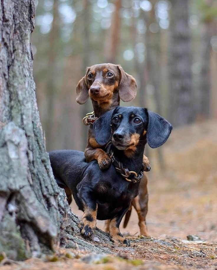 1100+ Dog Images Free Download | Cute Dog Pictures | 455 dog and picture -(4)