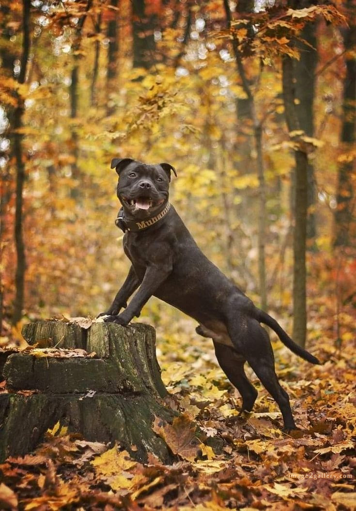 1100+ Dog Images Free Download | Cute Dog Pictures | 456 dog and picture -(5)