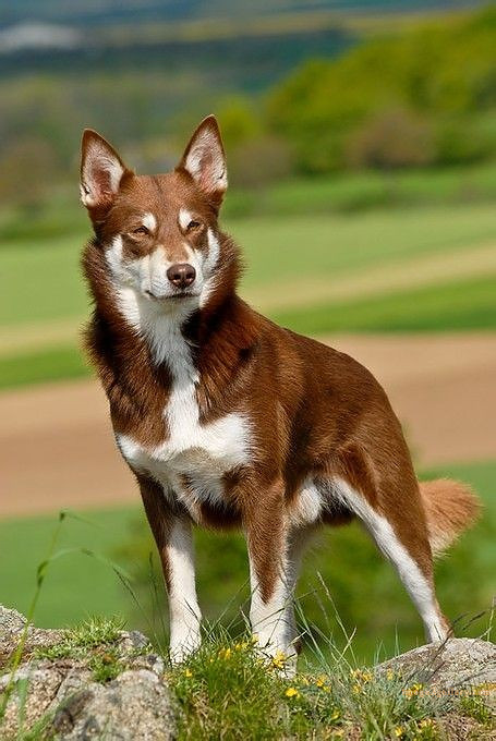 1100+ Dog Images Free Download | Cute Dog Pictures | 458 dog and picture -(7)