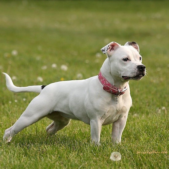 1100+ Dog Images Free Download | Cute Dog Pictures | 453 dog and picture -(9)
