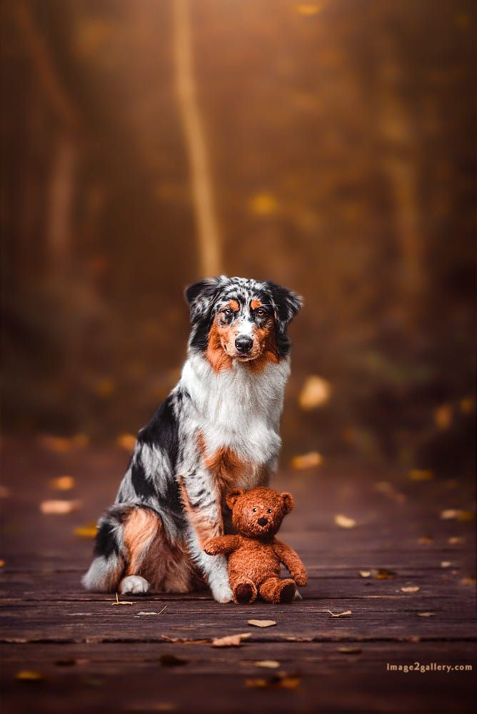 1100+ Dog Images Free Download | Cute Dog Pictures | 416 dog animal pictures
