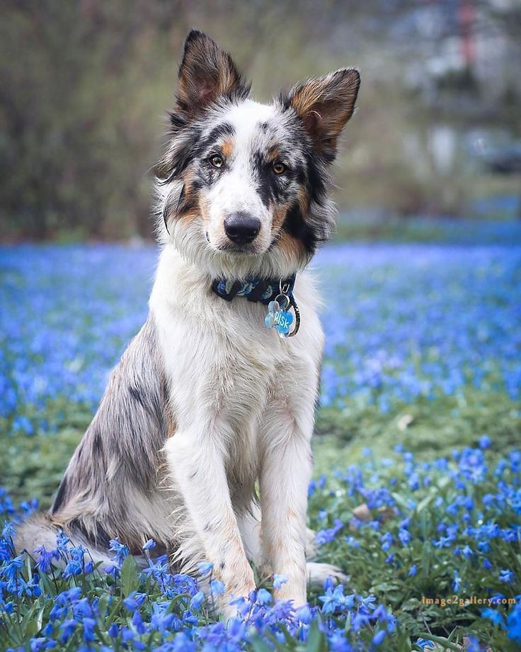1100+ Dog Images Free Download | Cute Dog Pictures | 430 dog animal pictures -(10)