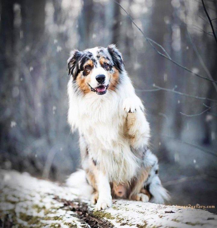 1100+ Dog Images Free Download | Cute Dog Pictures | 431 dog animal pictures -(11)