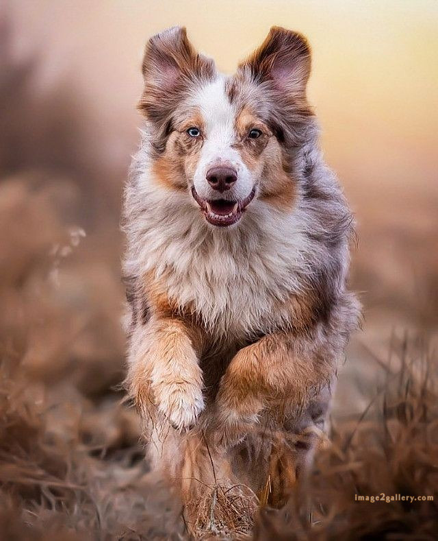1100+ Dog Images Free Download | Cute Dog Pictures | 432 dog animal pictures -(13)