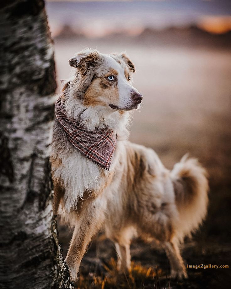 1100+ Dog Images Free Download | Cute Dog Pictures | 434 dog animal pictures -(14)