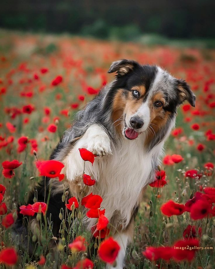 1100+ Dog Images Free Download | Cute Dog Pictures | 427 dog animal pictures -(17)
