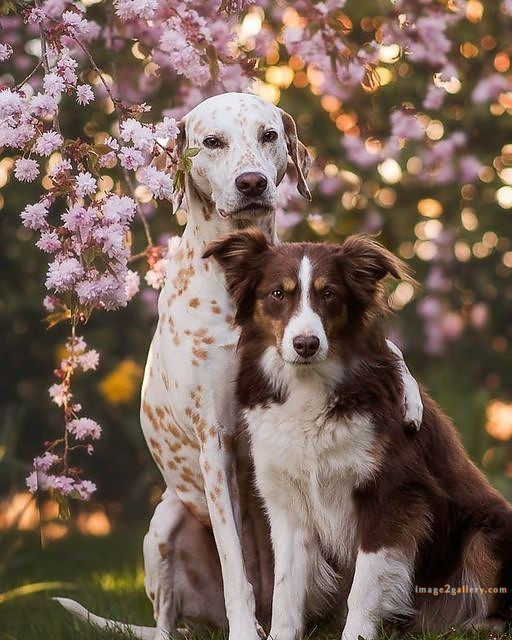 1100+ Dog Images Free Download | Cute Dog Pictures | 429 dog animal pictures -(18)