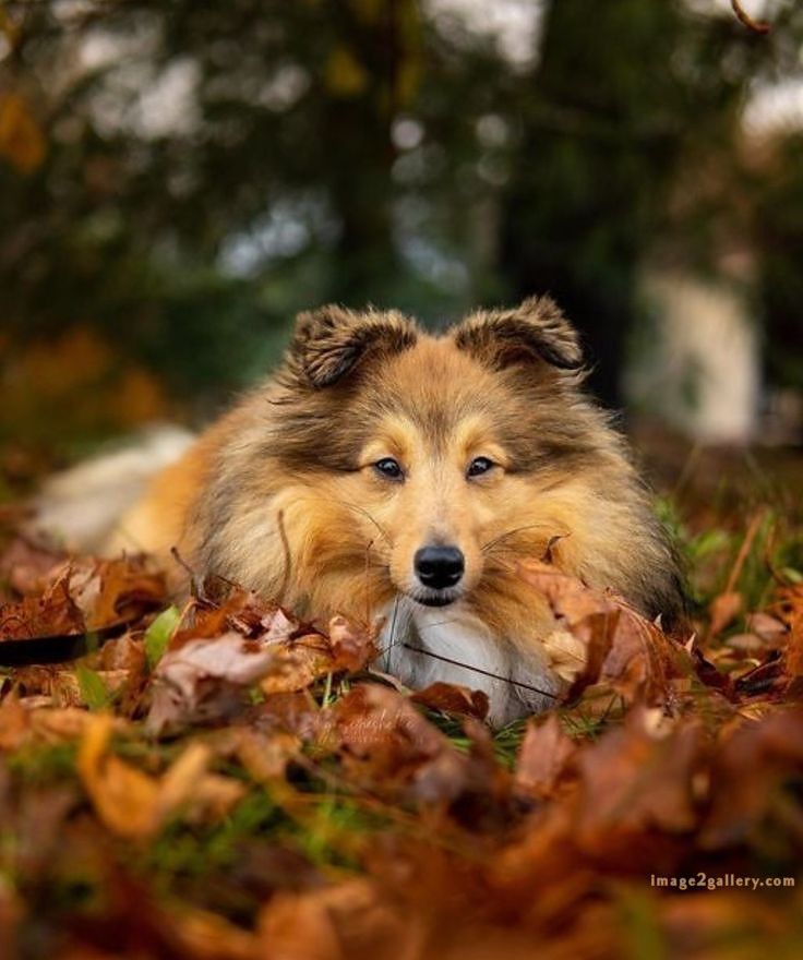 1100+ Dog Images Free Download | Cute Dog Pictures | 442 dog animal pictures -(2)