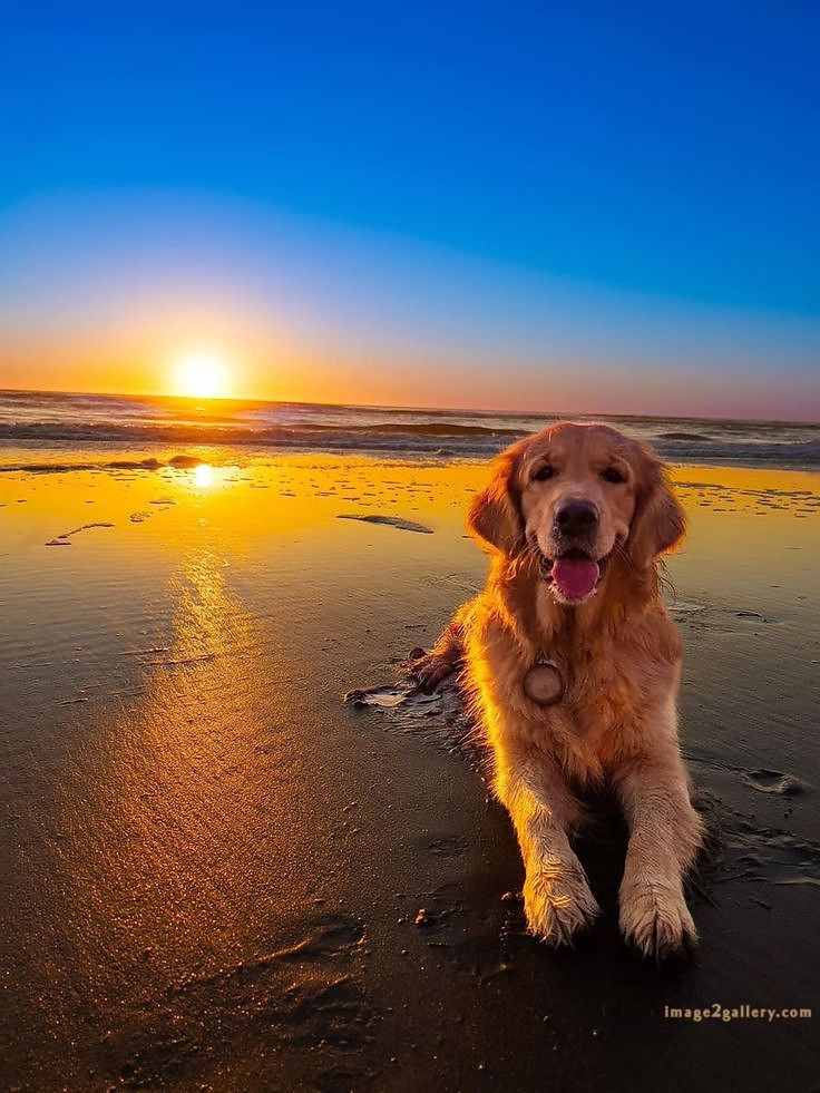 1100+ Dog Images Free Download | Cute Dog Pictures | 424 dog animal pictures -(20)