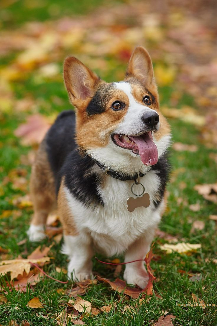1100+ Dog Images Free Download | Cute Dog Pictures | 423 dog animal pictures -(21)