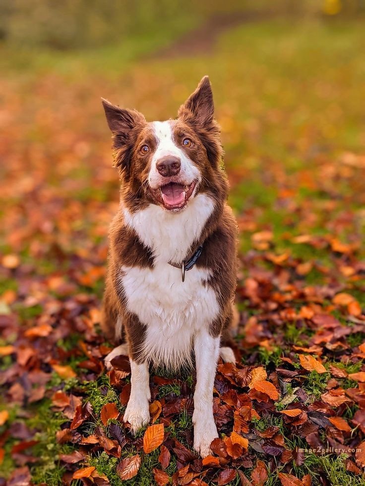 1100+ Dog Images Free Download | Cute Dog Pictures | 422 dog animal pictures -(22)