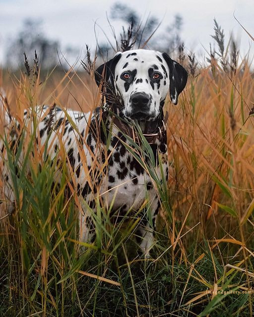 1100+ Dog Images Free Download | Cute Dog Pictures | 421 dog animal pictures -(23)