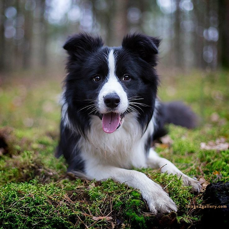 1100+ Dog Images Free Download | Cute Dog Pictures | 415 dog animal pictures -(25)