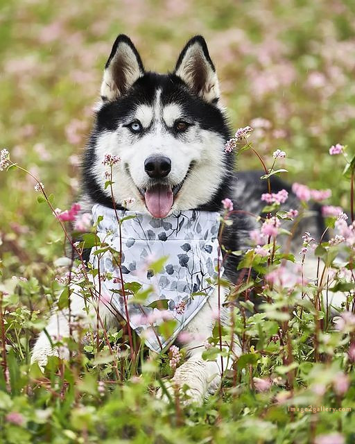 1100+ Dog Images Free Download | Cute Dog Pictures | 443 dog animal pictures -(3)