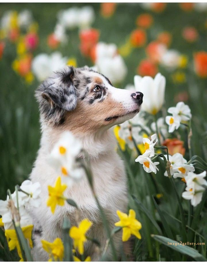 1100+ Dog Images Free Download | Cute Dog Pictures | 444 dog animal pictures -(4)