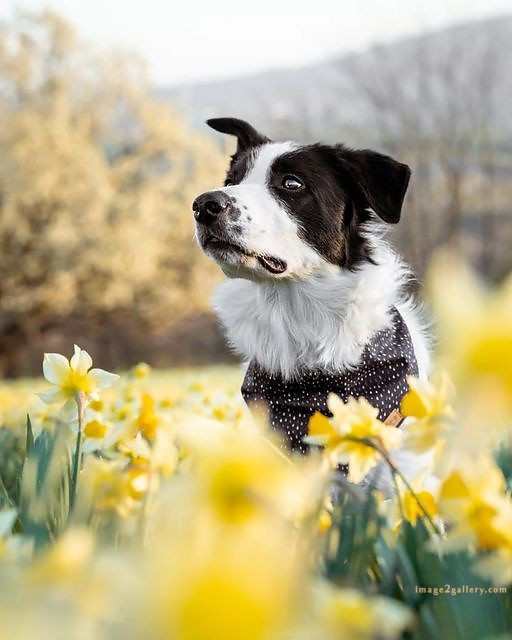 1100+ Dog Images Free Download | Cute Dog Pictures | 439 dog animal pictures -(5)