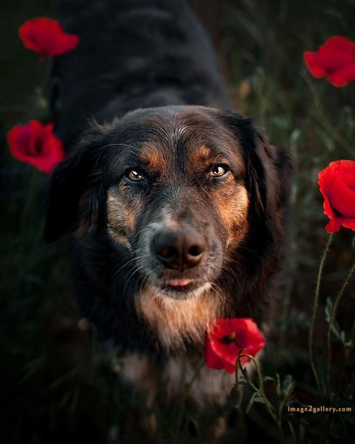 1100+ Dog Images Free Download | Cute Dog Pictures | 437 dog animal pictures -(6)