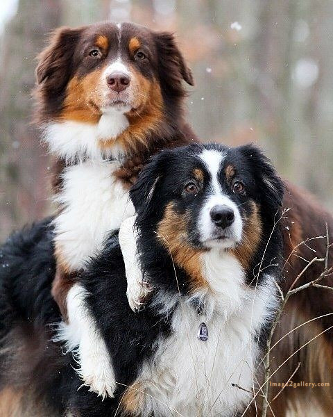 1100+ Dog Images Free Download | Cute Dog Pictures | 438 dog animal pictures -(7)
