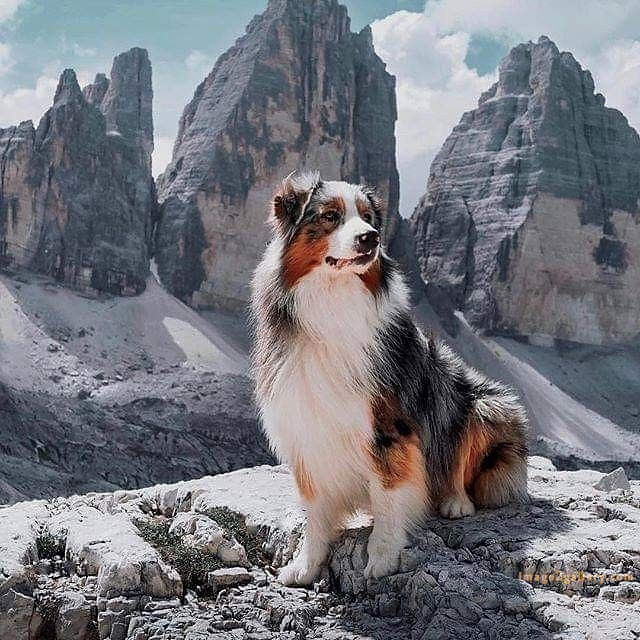 1100+ Dog Images Free Download | Cute Dog Pictures | 436 dog animal pictures -(8)