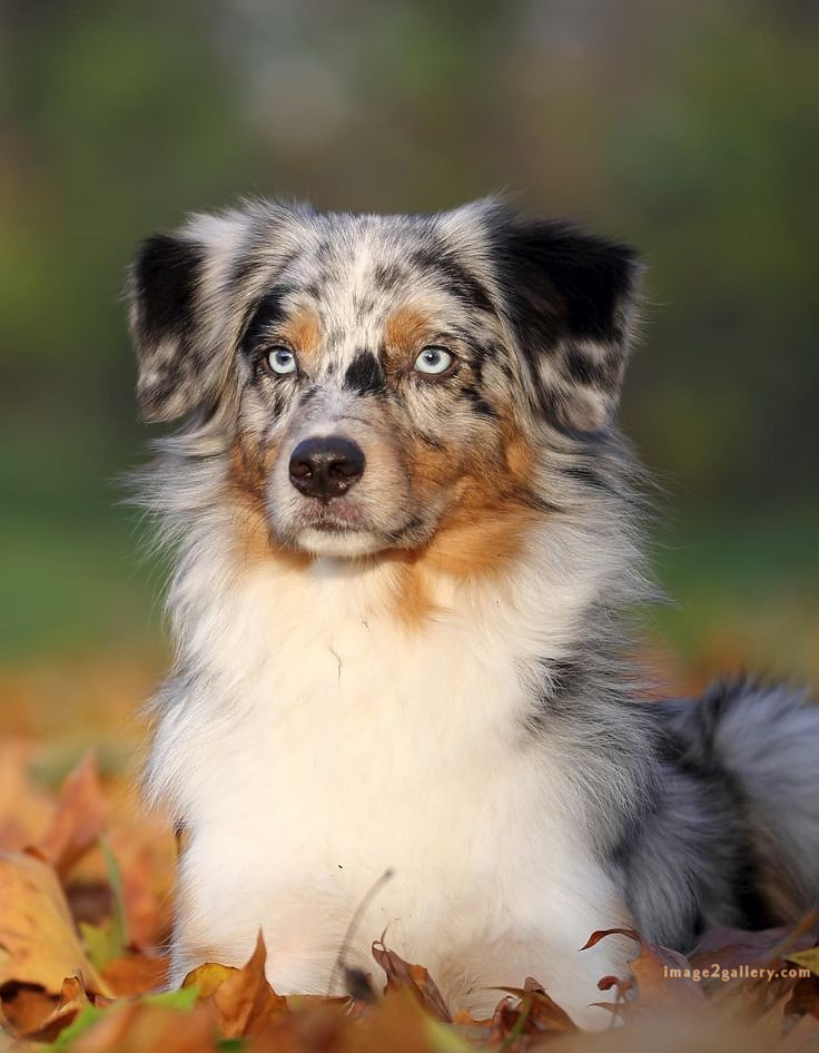 1100+ Dog Images Free Download | Cute Dog Pictures | 435 dog animal pictures -(9)