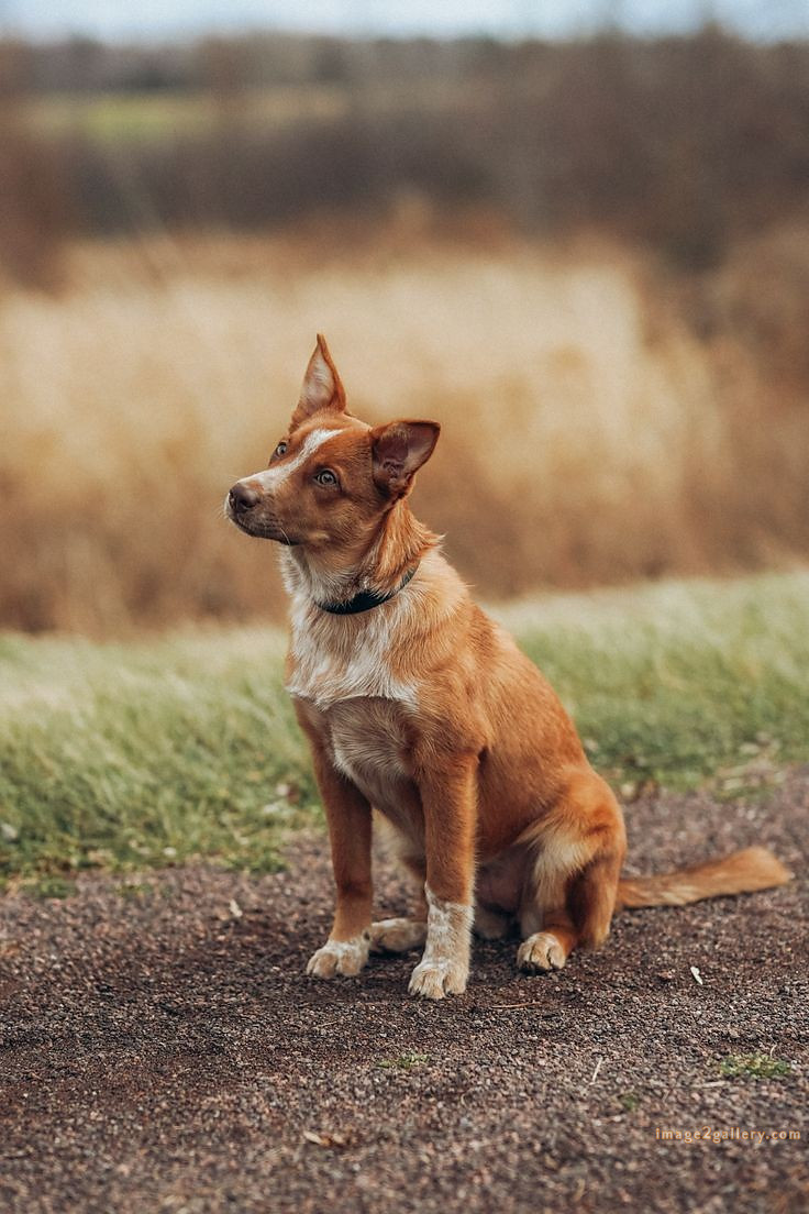 1100+ Dog Images Free Download | Cute Dog Pictures | 395 dog image dog image -