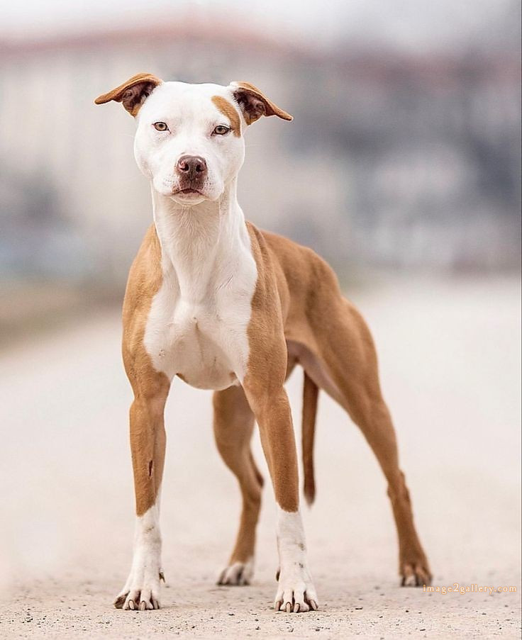 1100+ Dog Images Free Download | Cute Dog Pictures | 406 dog image dog image -(12)