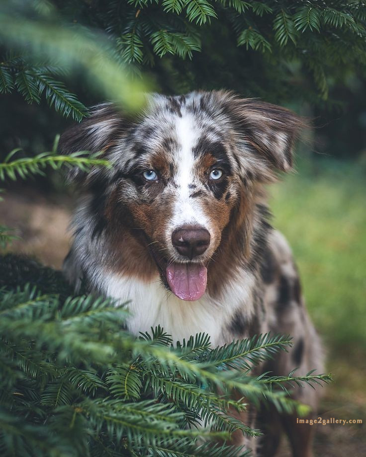 1100+ Dog Images Free Download | Cute Dog Pictures | 418 dog image dog image -(2)