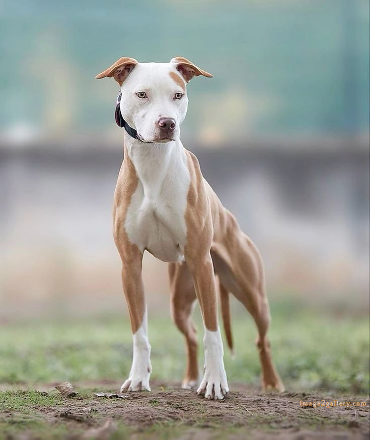 1100+ Dog Images Free Download | Cute Dog Pictures | 419 dog image dog image -(3)