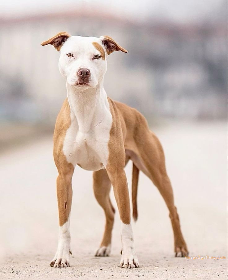 1100+ Dog Images Free Download | Cute Dog Pictures | 410 dog image dog image -(4)