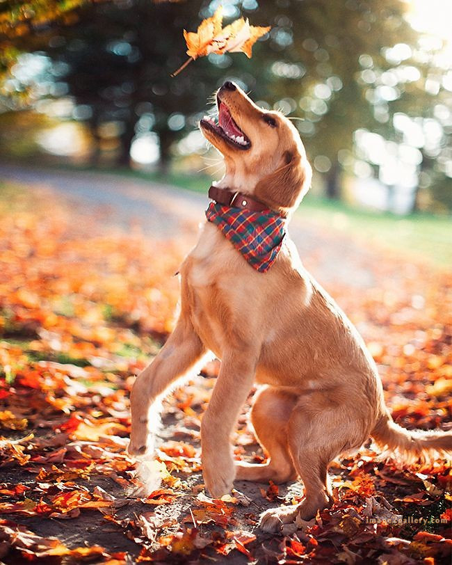 1100+ Dog Images Free Download | Cute Dog Pictures | 378 dog images -(22)