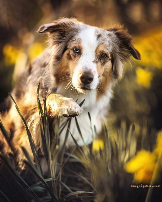 1100+ Dog Images Free Download | Cute Dog Pictures | 396 dog images -(1)