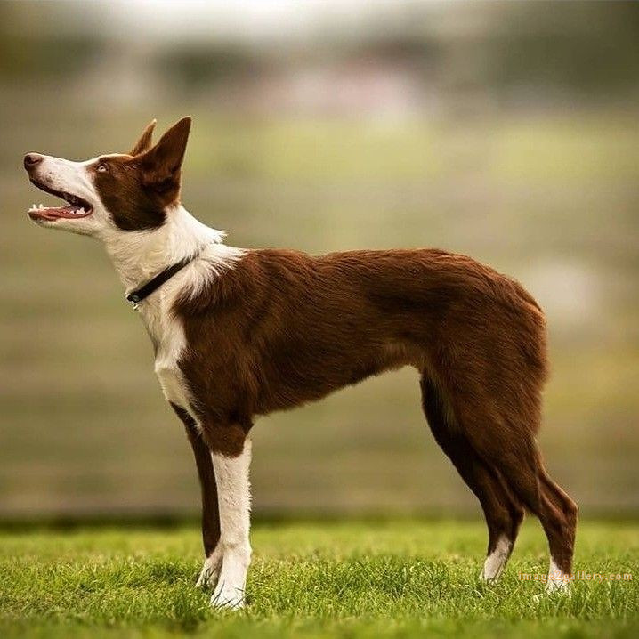 1100+ Dog Images Free Download | Cute Dog Pictures | 385 dog images -(10)