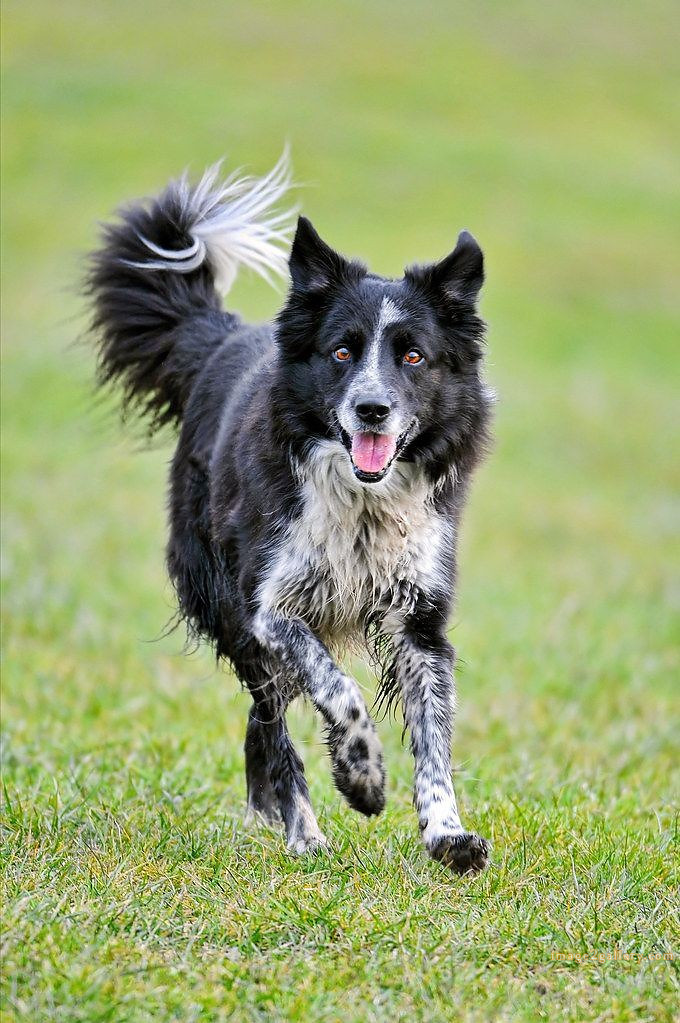 1100+ Dog Images Free Download | Cute Dog Pictures | 386 dog images -(11)