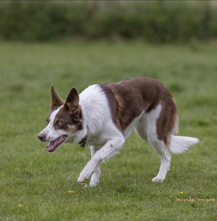 1100+ Dog Images Free Download | Cute Dog Pictures | 387 dog images -(12)