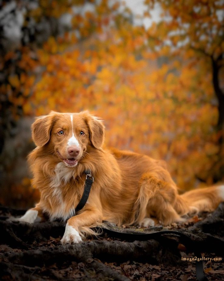 1100+ Dog Images Free Download | Cute Dog Pictures | 383 dog images -(18)